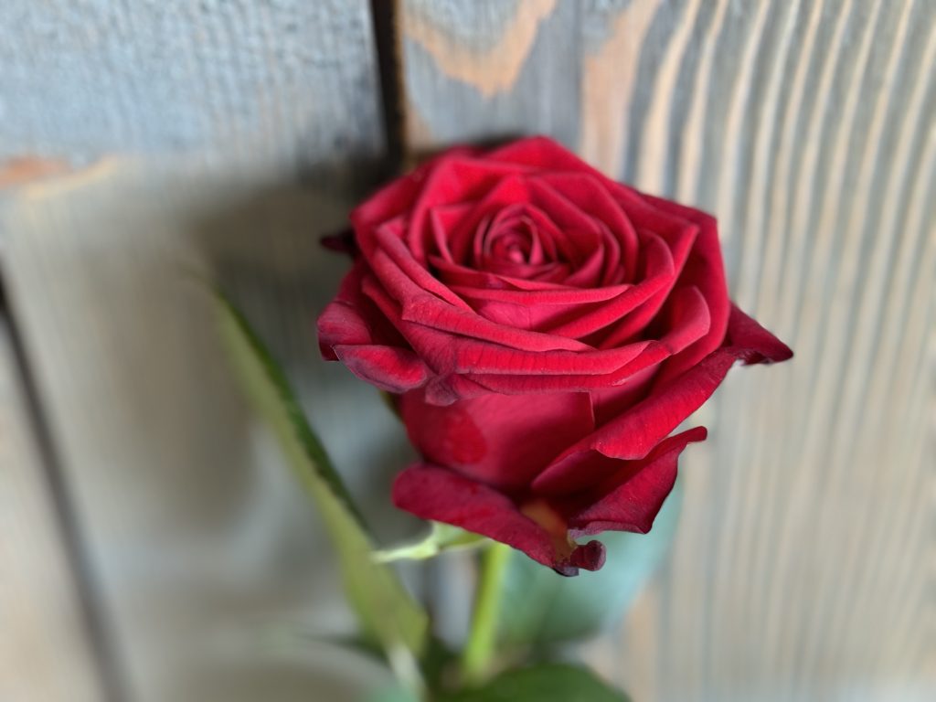 Roos Valentijn